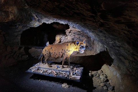 A cave hyena in Heinrichshöhle, Hemer, Sauerland, North Rhine-Westphalia, Germany, Europe