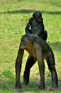Bonobo (Pan paniscus), female with young on her back, Lola ya Bonobo Sanctuary, Kimwenza, Mont