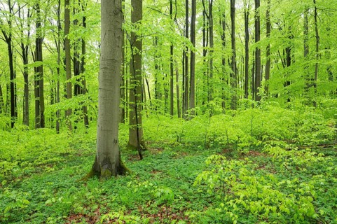 Red beech forest (Fagus sylvatica) in spring, fresh green leaves, Thuringia, Germany, Europe