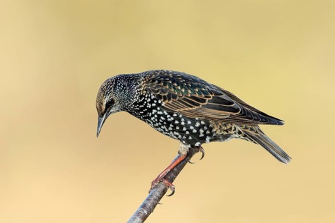 Starling, Common Starling (Sturnus vulgaris) sitting on a branch, Siegerland Animals, Birds,