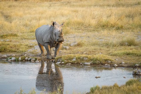 White rhino (Ceratotherium simum) standing at a waterhole with reflection in the water. Etosha
