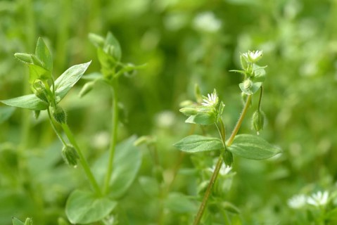 Greater stitchwort (Stellaria holostea), Rabelera holostea, also Common Chickweed, medicinal plant