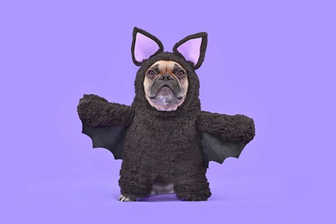 Halloween dog costume. French Bulldog wearing funny homemade full body bat costume in front of