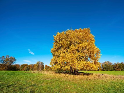 Solitary beech in a green meadow in autumn, Uckermark, Brandenburg, Germany, Europe