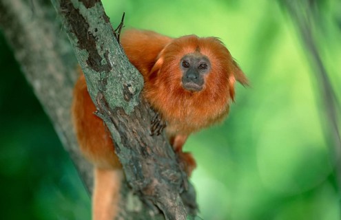 Golden Lion Tamarin (Leontopithecus rosalia rosalia)