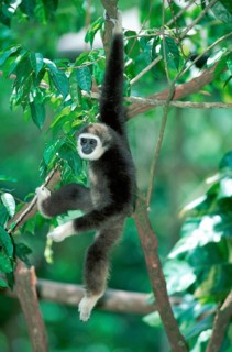 White-handed Gibbon (Hylobates lar)