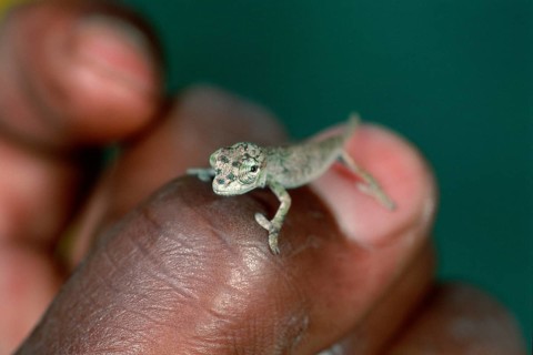 Horned Leaf Chameleon (Brookesia superciliaris) on human thumb, Madagascar, Africa