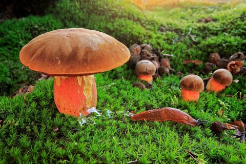 Dotted stem bolete (Boletus luridiformis)