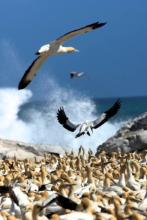 Cape Gannets (Morus capensis), colony, Lambert's Bay, South Africa (Sula capensis)