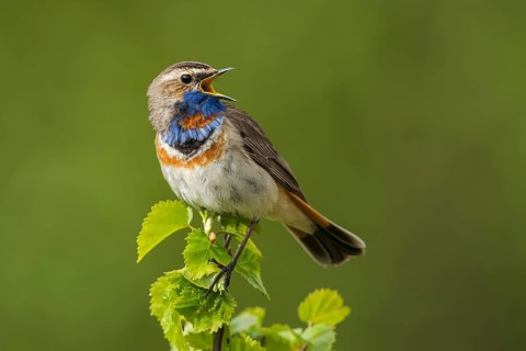 Red-spotted bluethroat (Luscinia svecica svecica) sings, Dovrefjell Sunndalsfjella National Park,