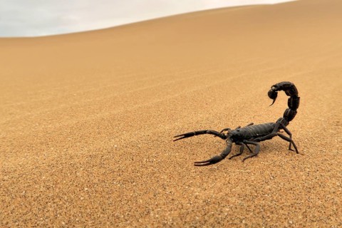 Black scorpion (Parabuthus villosus) running on sand, Namib Desert in Swakopmund, Namibia, Africa