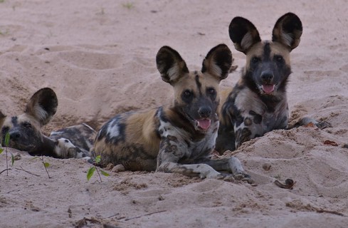 African Wild Dogs (Lycaon pictus), South Luangwa National Park, Zambia, Africa
