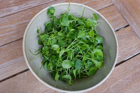 Watercress (Nasturtium officinale), fresh cress for the preparation of a cress soup, bowl, bowl on
