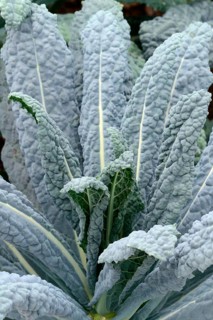 Brassica oleracea (Brassica oleracea var. palmifolia) black cabbage, cabbage, vegetable cabbage,