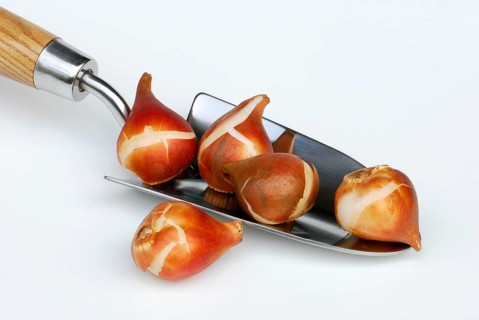 Tulip bulbs, shovel, flower bulbs
