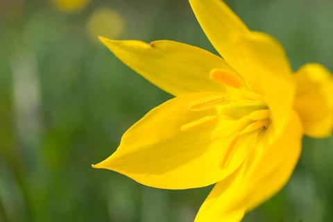 Wild tulip (Tulipa sylvestris) in flower, Saxony, Germany, Europe