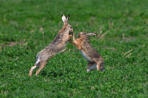 European hares (Lepus europaeus) boxing, fighting in the field during the breeding season, Germany,