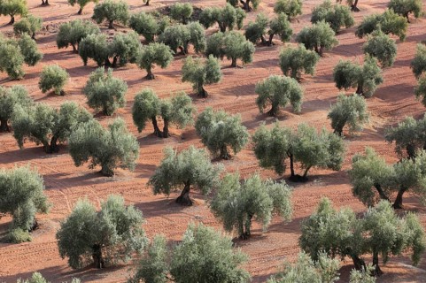 Olive groves, province of Jaon, Andalusia, Spain, Europe