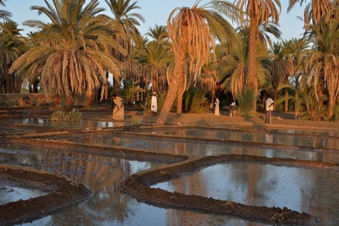 Farmers cultivating their fields along the Nile, Soleb, Nubia, Northern Sudan