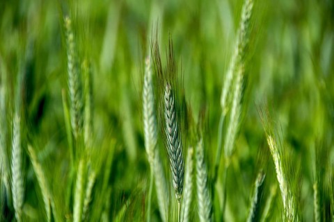 Close up of an ear of barley (hordeum vulgare) in a field. Auvergne Rhone Alpes. France
