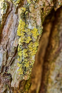 Detail of lichen growing on a crack willow (Salix fragilis) bark, Upper Palatinate, Bavaria,