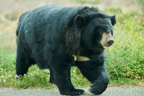 American black bear (Ursus americanus), captive, distribution North America