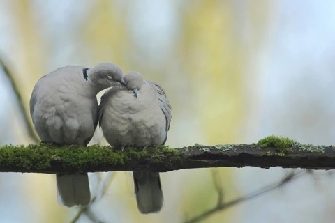 A pair of eurasian collared dove (Streptopelia decaocto) during courtship display and grooming in