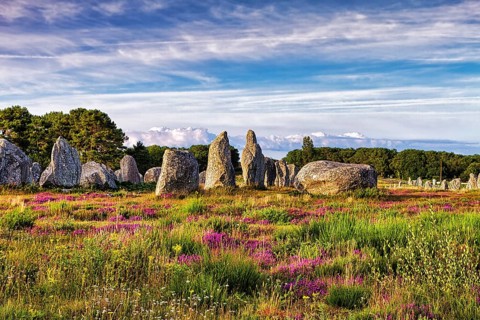 Flowering heath, stone circle, stone row, menhirs near Carnac, megalithic culture, Brittany,