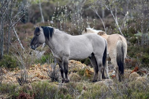 Konik horses, backbred forest tarpan (Equus islandicus), Schliffkopf, Black Forest National Park,