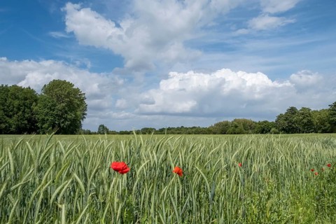Barleys (Hordeum vulgare), spring, Münsterland, North Rhine-Westphalia, Germany, Europe