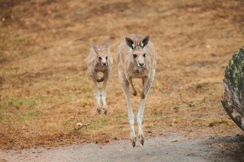 Eastern grey kangaroos (Macropus giganteus) jumping over on a tried up meadow, raining, Bavaria,