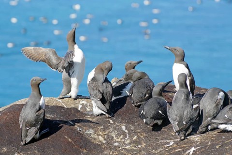 Numerous guillemots on a rock, Hornøya, Vardö. Finnmark, Norway, Europe