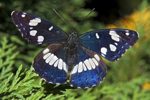 Purple emperor (Apatura iris), Ardeche, France, Europe