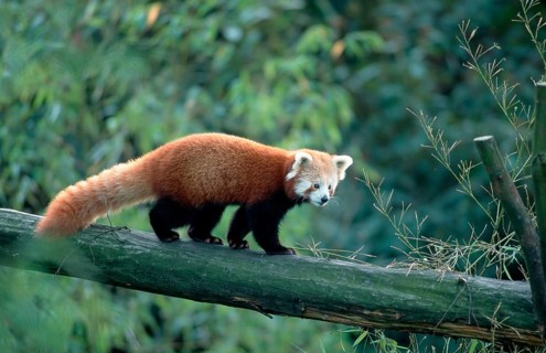 Red Panda (Ailurus fulgens), red panda, Cat Bear, lateral, side