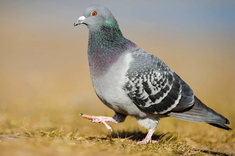 City pigeon, feral domestic pigeon, lateral
