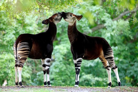 Okapis, pair (Okapi johnstoni), side