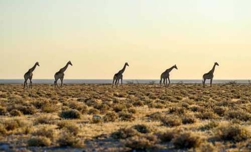 Angolan Giraffes (Giraffa camelopardalis angolensis) running one after another in the steppe,