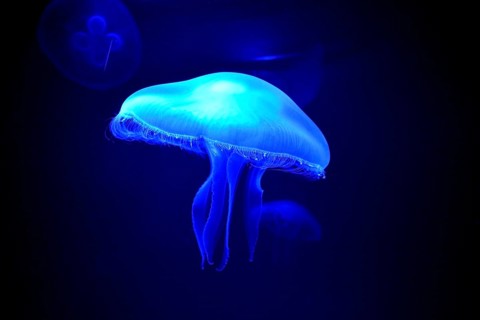 Moon Jelly (Aurelia aurita), Palma Aquarium, Palma de Mallorca, Majorca, Balearic Islands, Spain,