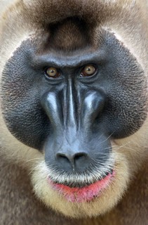 Drill (Mandrillus leucophaeus), male, animal portrait, captive South-West Region, Cameroon, Africa