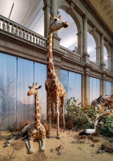 Giraffes in the atrium Museum Koenig, Natural History Museum and Station Weg der Demokratie, Bonn,