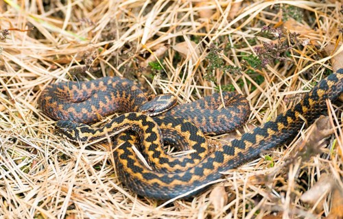 Two wild common european vipers (Vipera berus), brown, adult animals, females, lying and cuddling