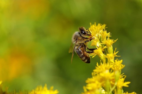 European honey bee (Apis mellifera) collecting nectar from a yellow flower of goldenrod (Solidago),