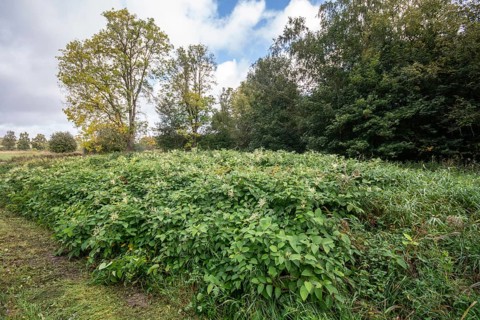 Flowering Japanese Knotweed (Fallopia Japonica), an invasive piece in a forest clearing in Ystad,