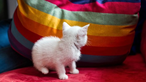 White kitten, house cat sitting on red sofa, looking at cushion in rainbow colours, Germany, Europe