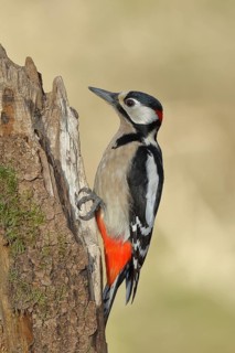 Great spotted woodpecker (Dendrocopos major), male, sitting on deadwood, Rothaargebirge, North