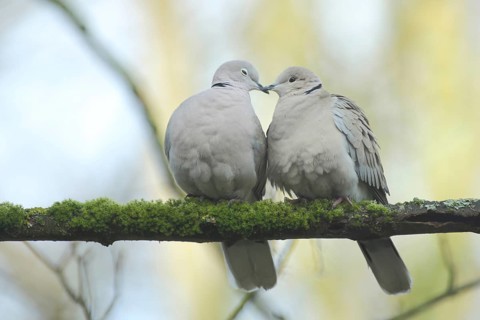 A pair of eurasian collared dove (Streptopelia decaocto) during courtship in love play, emotion,