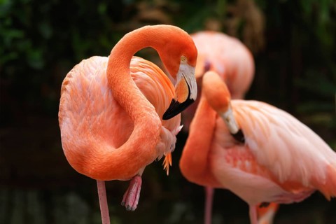 American flamingo (Phoenicopterus ruber) pink bird in pond