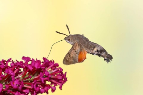 Hummingbird hawk-moth (Macroglossum stellatarum), flying, sucking nectar on flower of