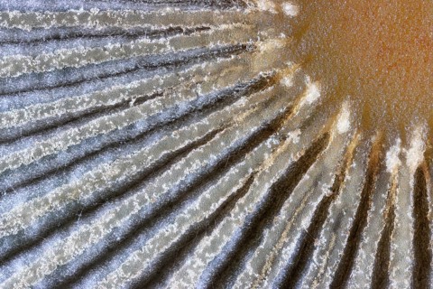 Detail of the structure of the umbrella of a Common Scheibchentintling (Parasola plicatilis), looks