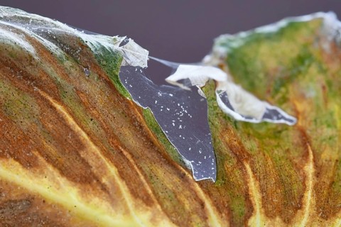 Spider mites pests with infecting sick leaf of Philodendron houseplant with web